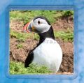 Puffin 1 Coaster