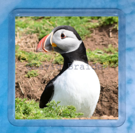 Puffin 1 Coaster