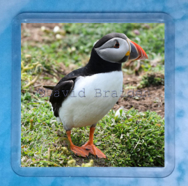 Puffin 2 Coaster