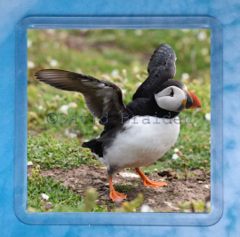 Puffin 3 Coaster