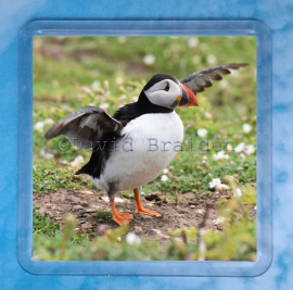 Puffin 4 Coaster