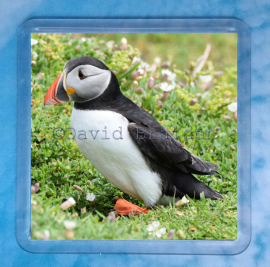 Puffin 6 Coaster