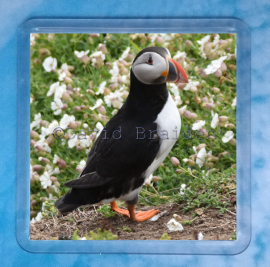 Puffin 8 Coaster