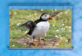 Puffin 4 magnet