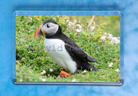 Puffin 6 magnet