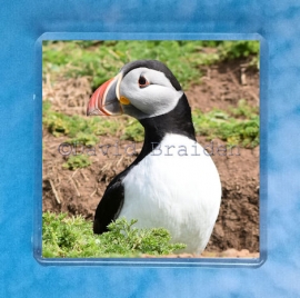 Puffin 1 magnet