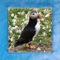 Puffin 8 magnet